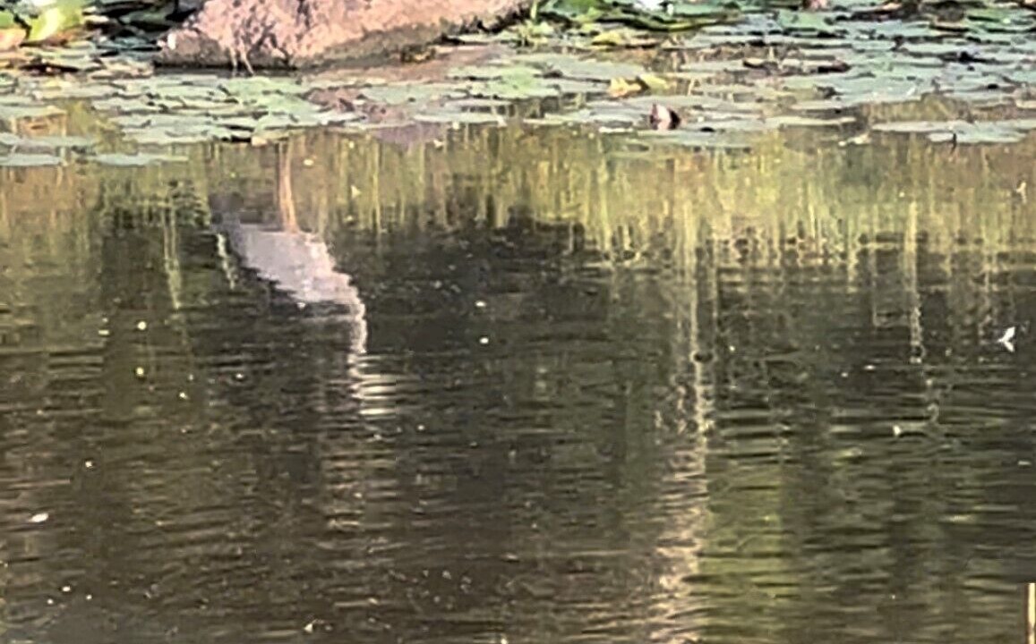 Photo of Outdoor in Denham Springs