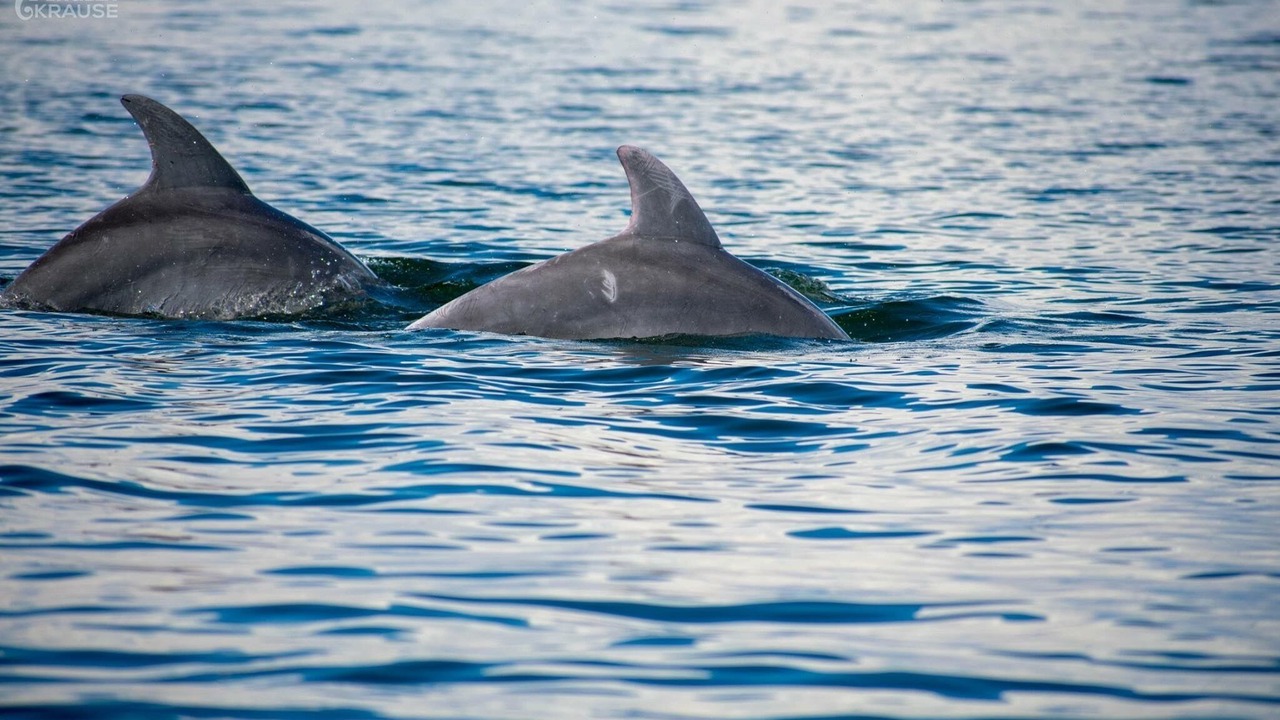 Photo of Others in Ono Island