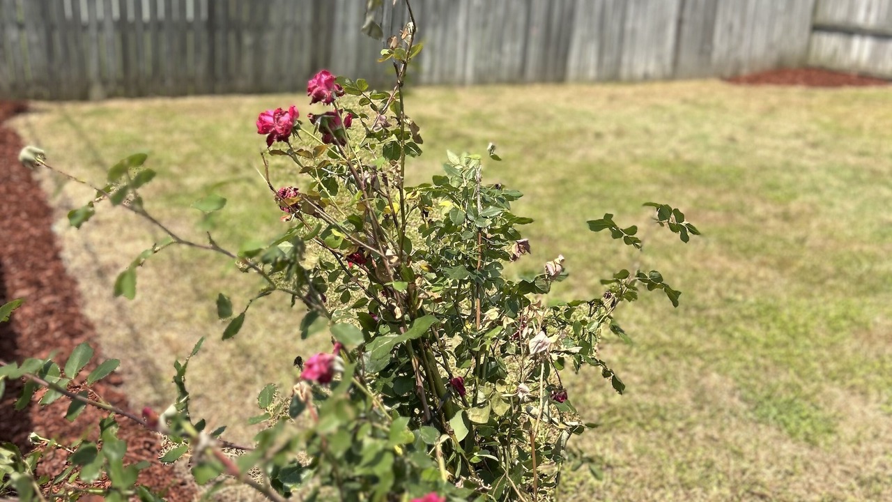 Photo of Outdoor in Greenville