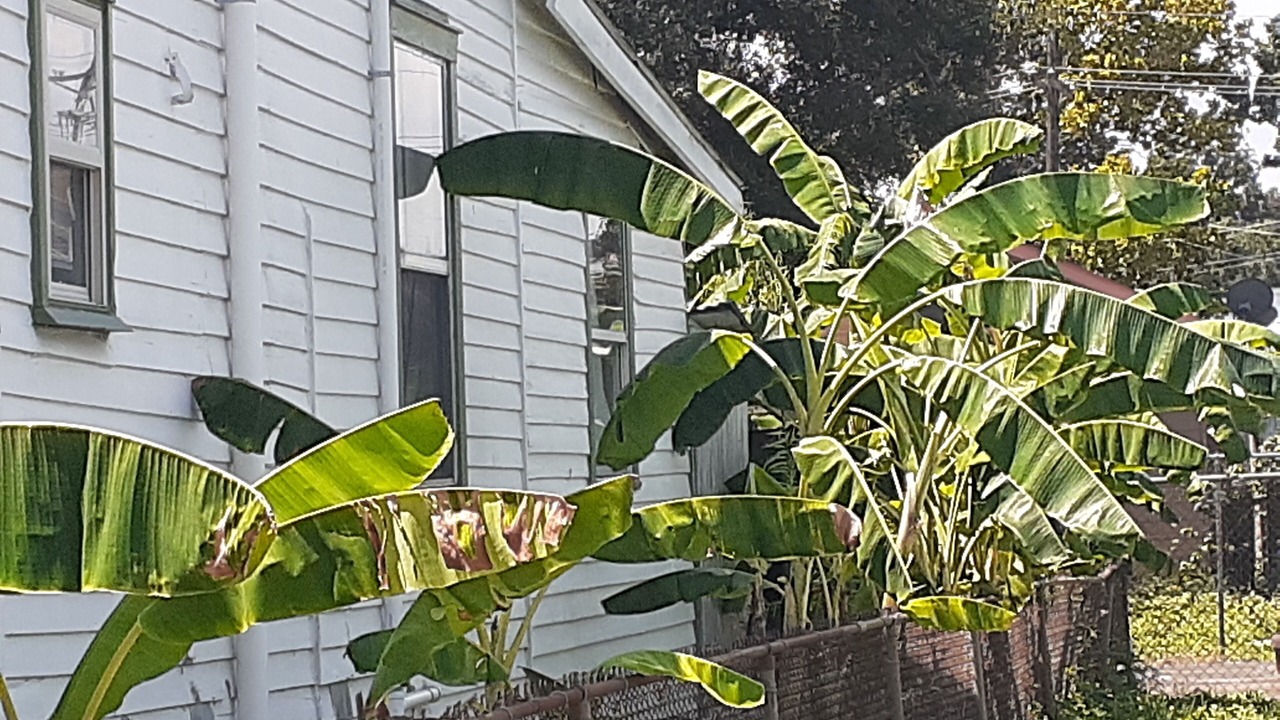 Photo of Outdoor in Hollygrove