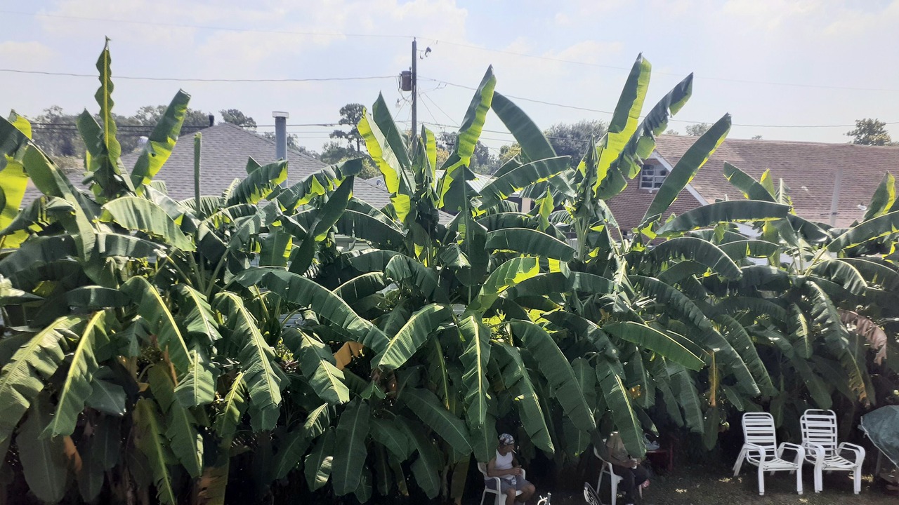 Photo of Outdoor in Hollygrove