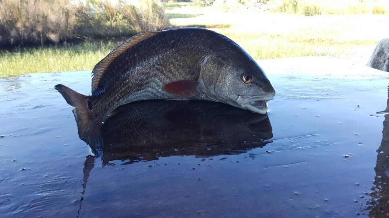 Photo of Outdoor in New Orleans East Area