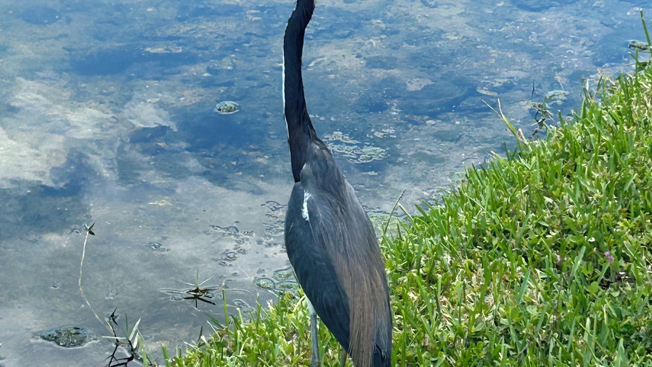 Photo of Others in Tropical Cove