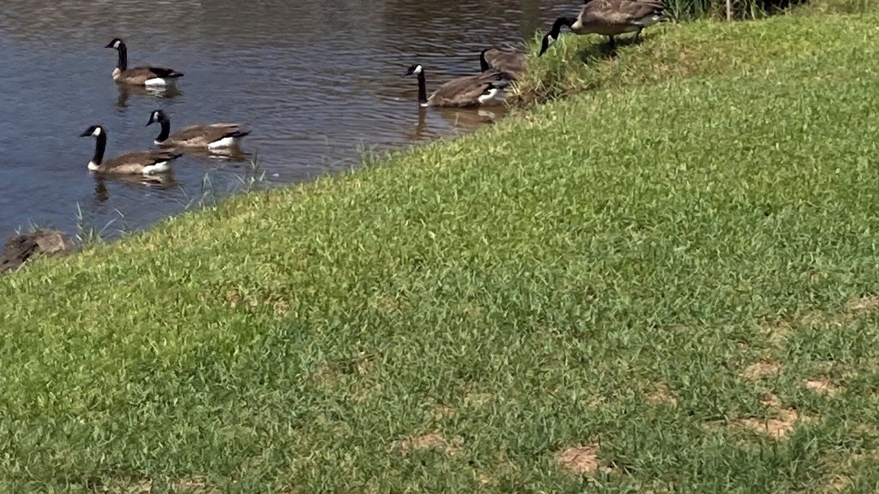 Photo of Others in Shoreline Park