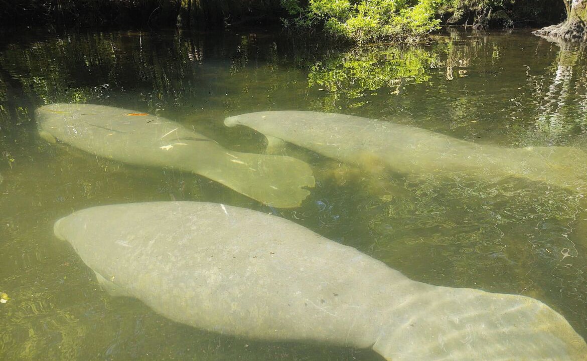 Photo of Outdoor in Crawfordville