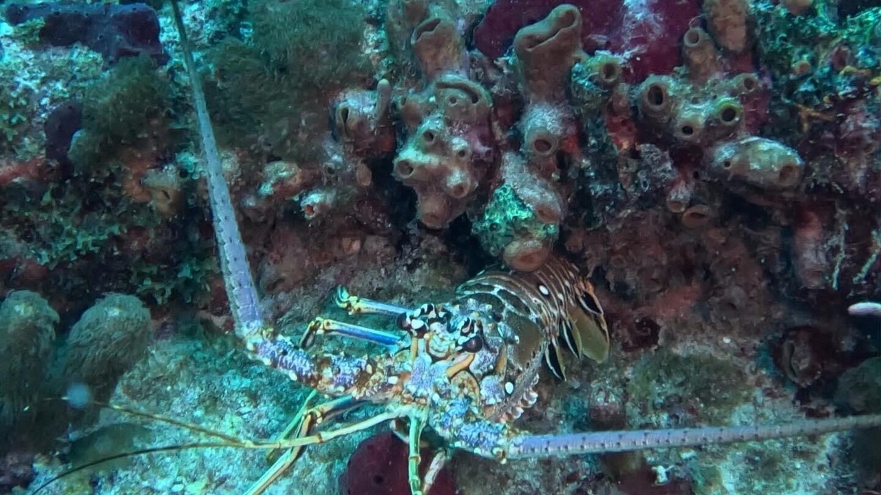 Photo of Others in Summerland Key