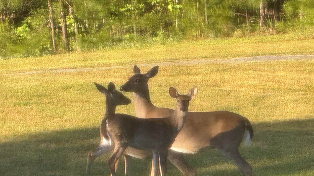Photo of Others in Dadeville