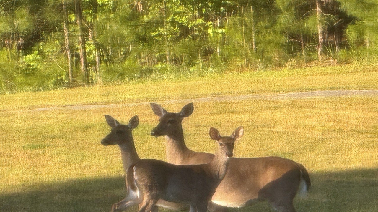 Photo of Others in Dadeville