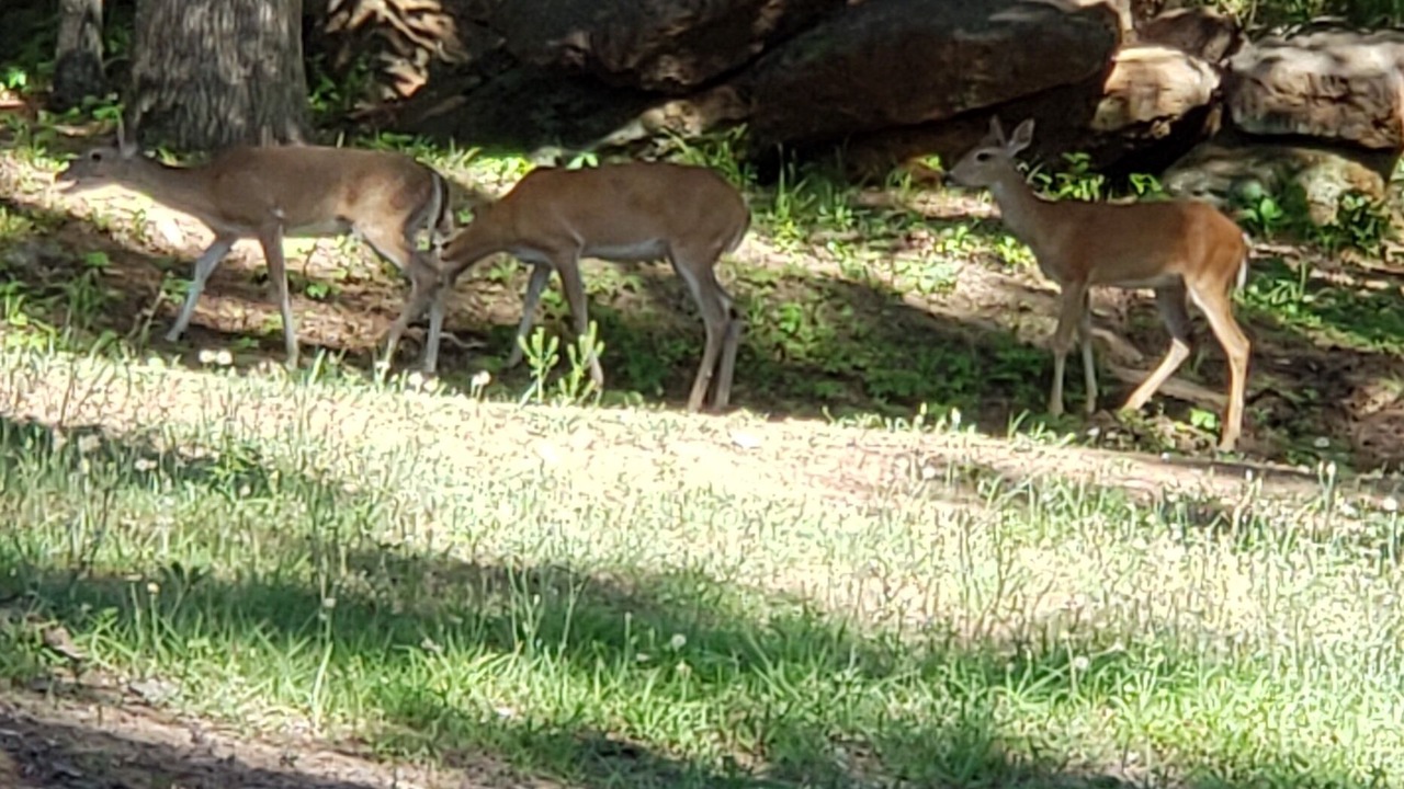 Photo of Outdoor in Avinger