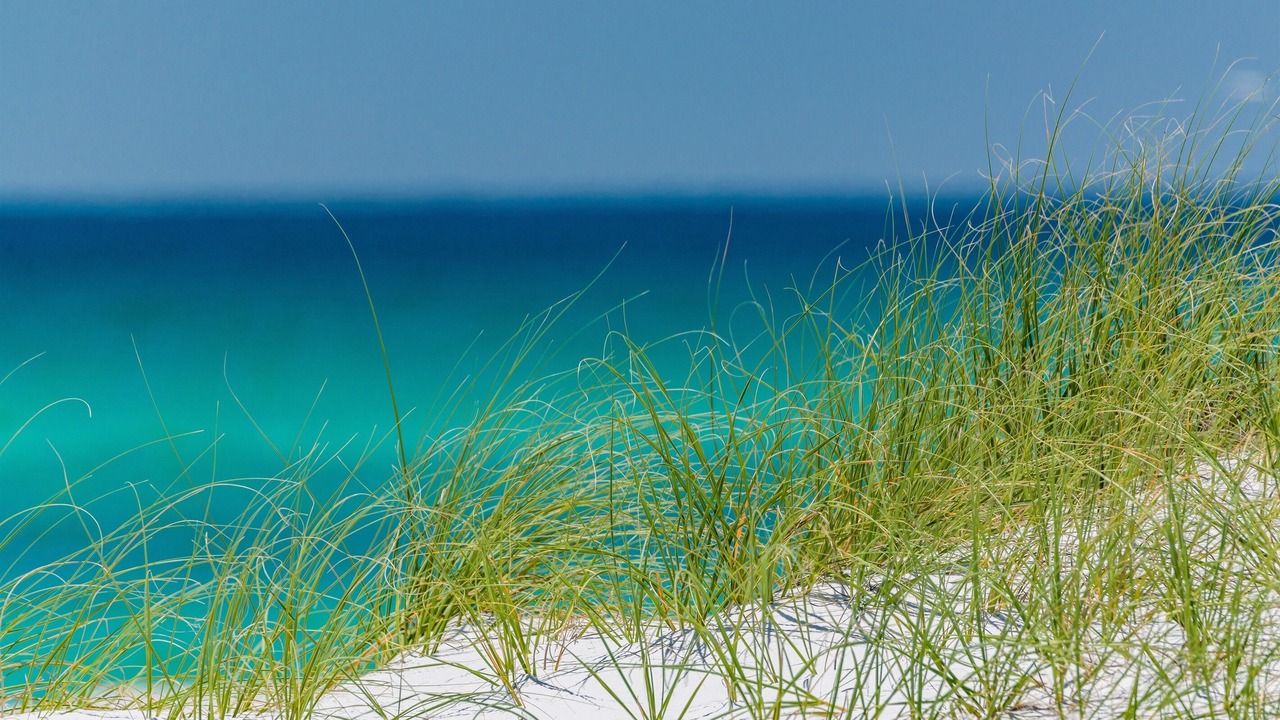 Photo of Others in Kiska Beach