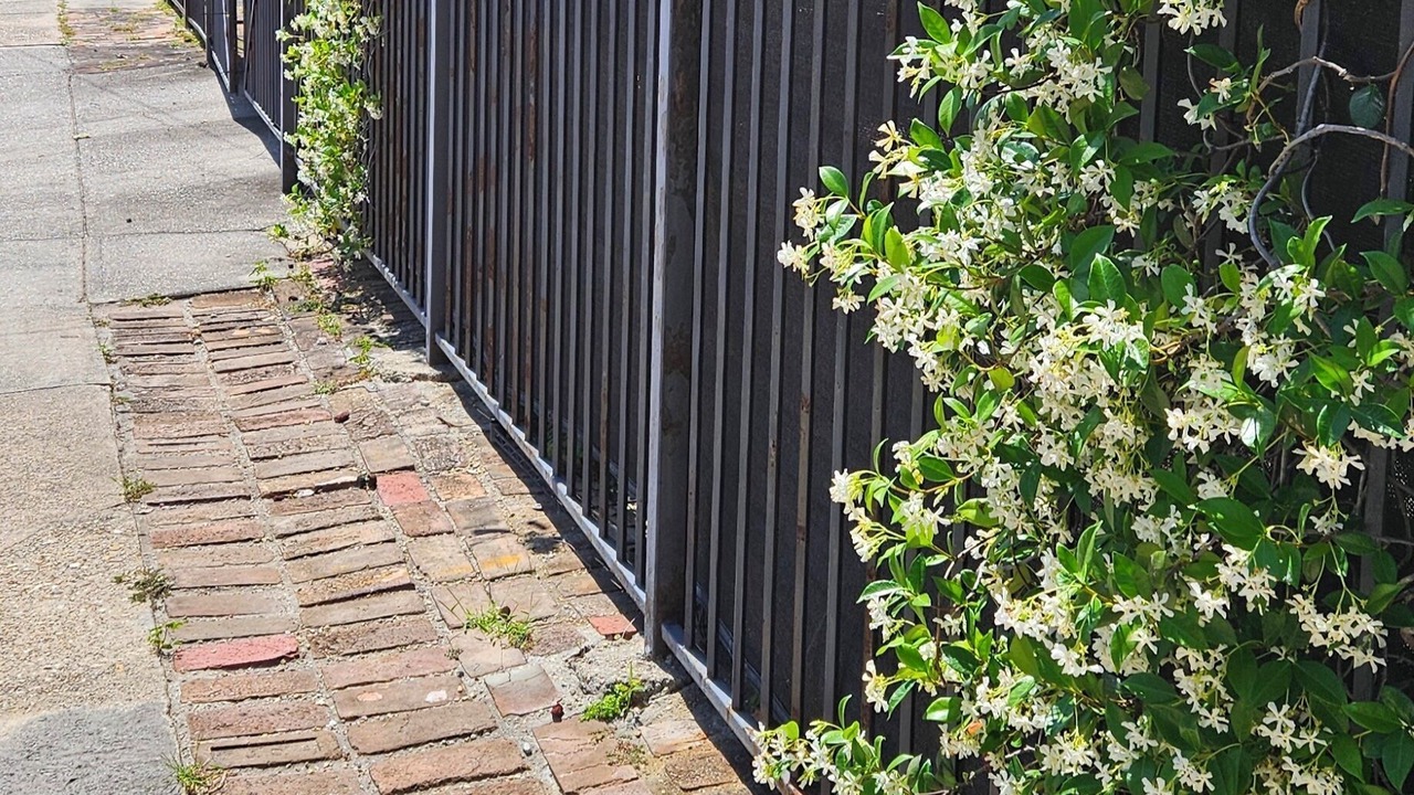 Photo of Outdoor in Faubourg Livaudais