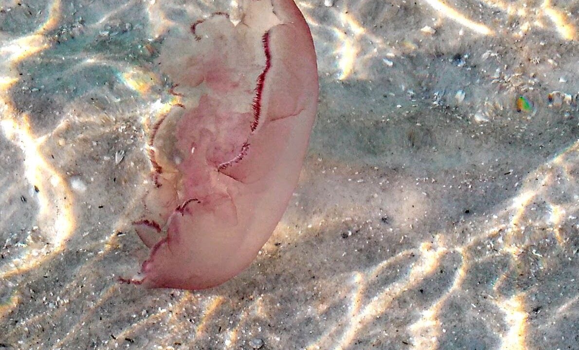 Photo of Others in Kiska Beach