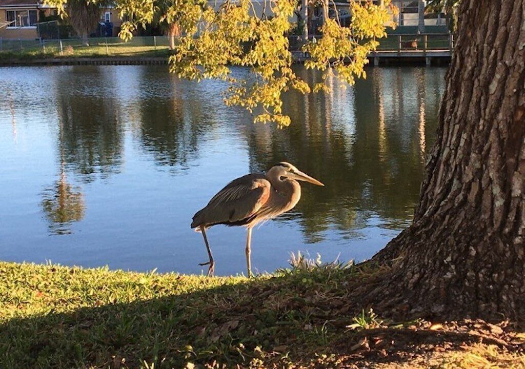 Photo of Others in Aloha Gardens