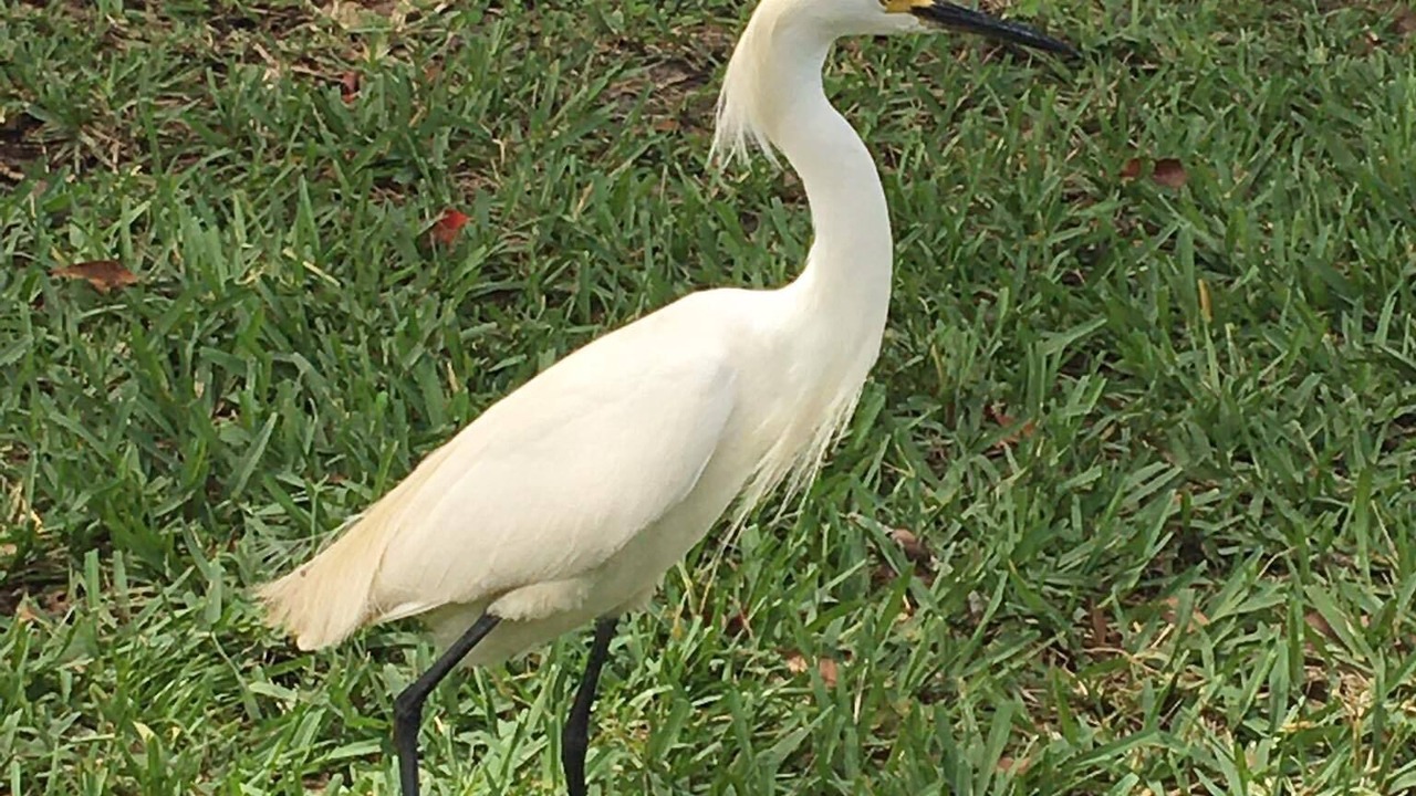 Photo of Others in Aloha Gardens