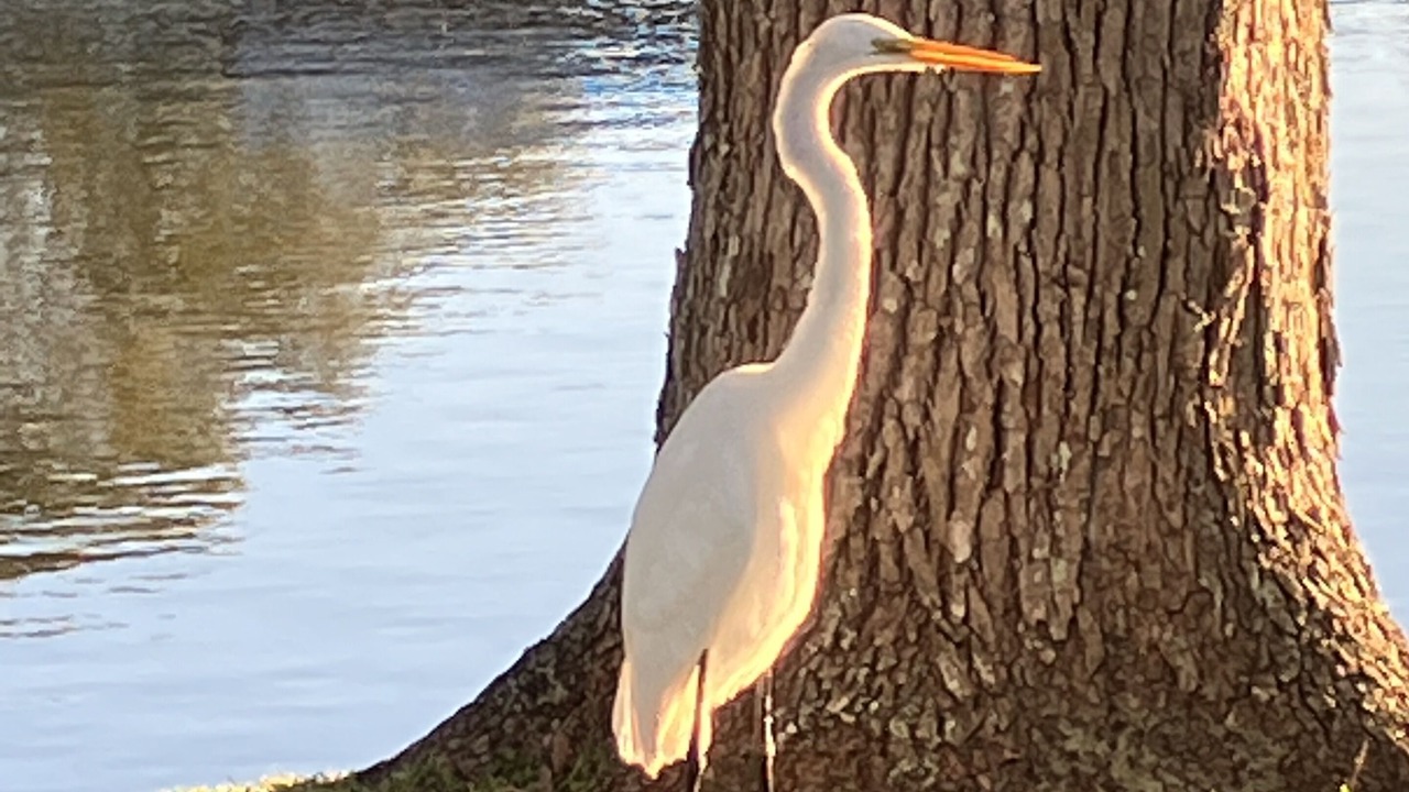 Photo of Others in Aloha Gardens