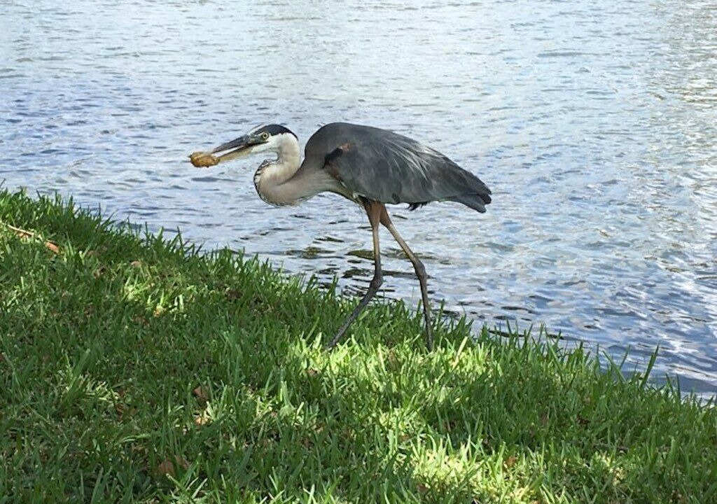 Photo of Others in Aloha Gardens
