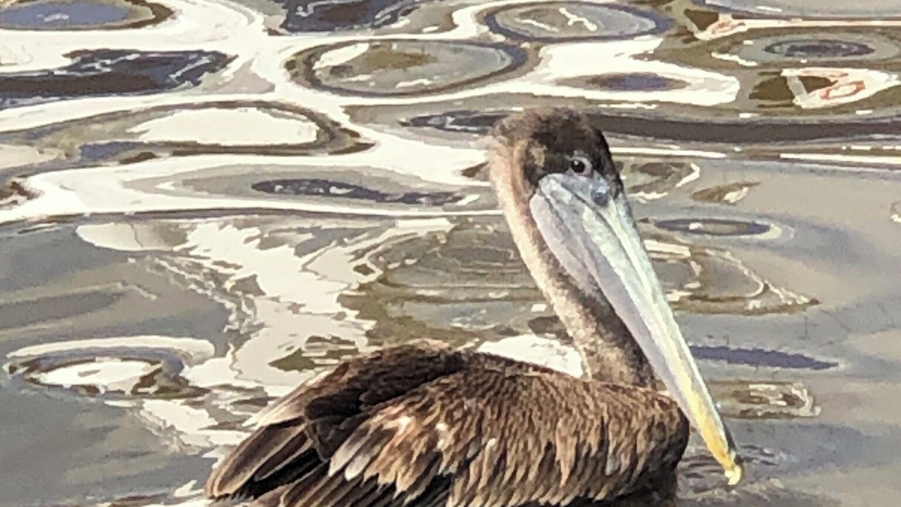 Photo of Others in Lake Charles