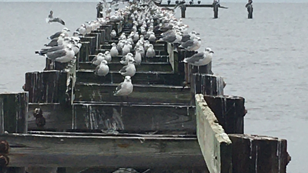 Photo of Others in Biloxi