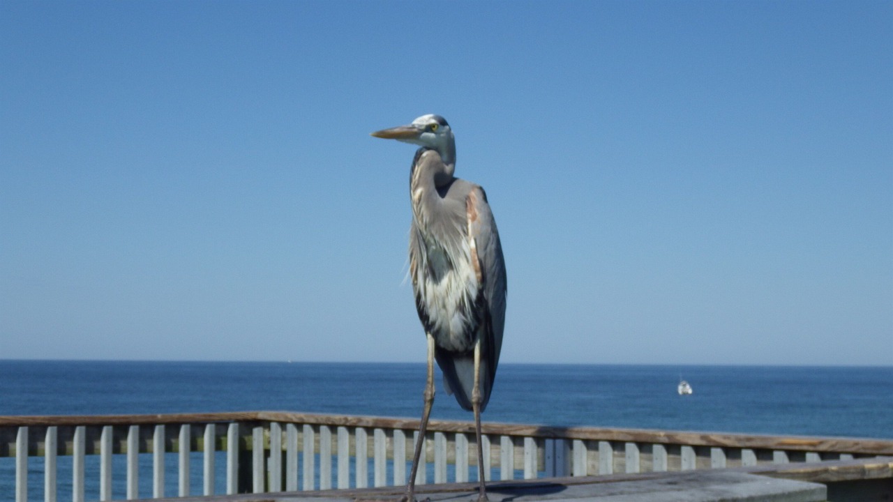 Photo of Others in Thomas Drive