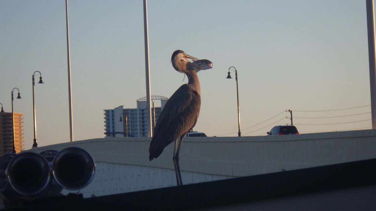 Photo of Others in Thomas Drive