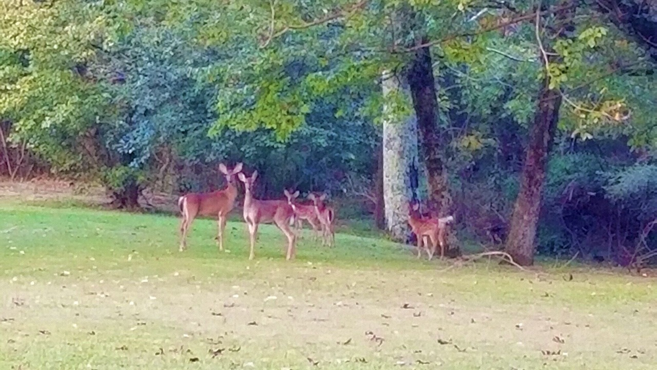 Photo of Others in Fort Payne