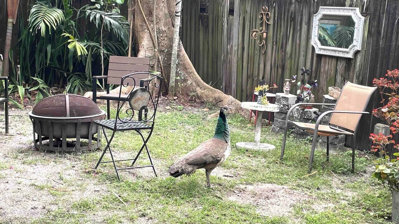 Photo of Others in Little Havana