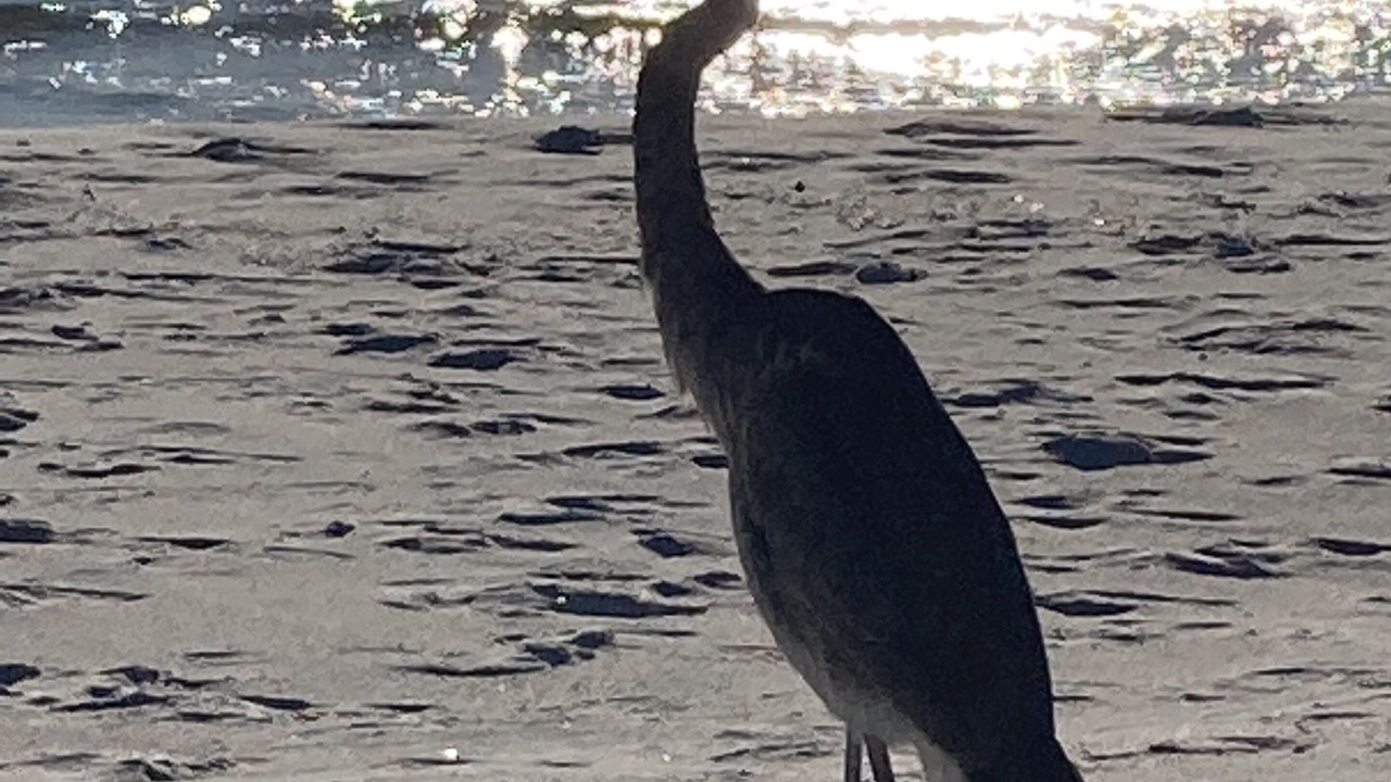 Photo of Others in Holiday Beach