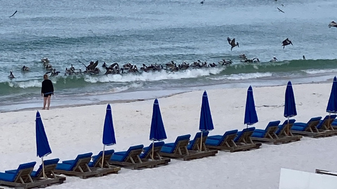 Photo of Others in Holiday Beach