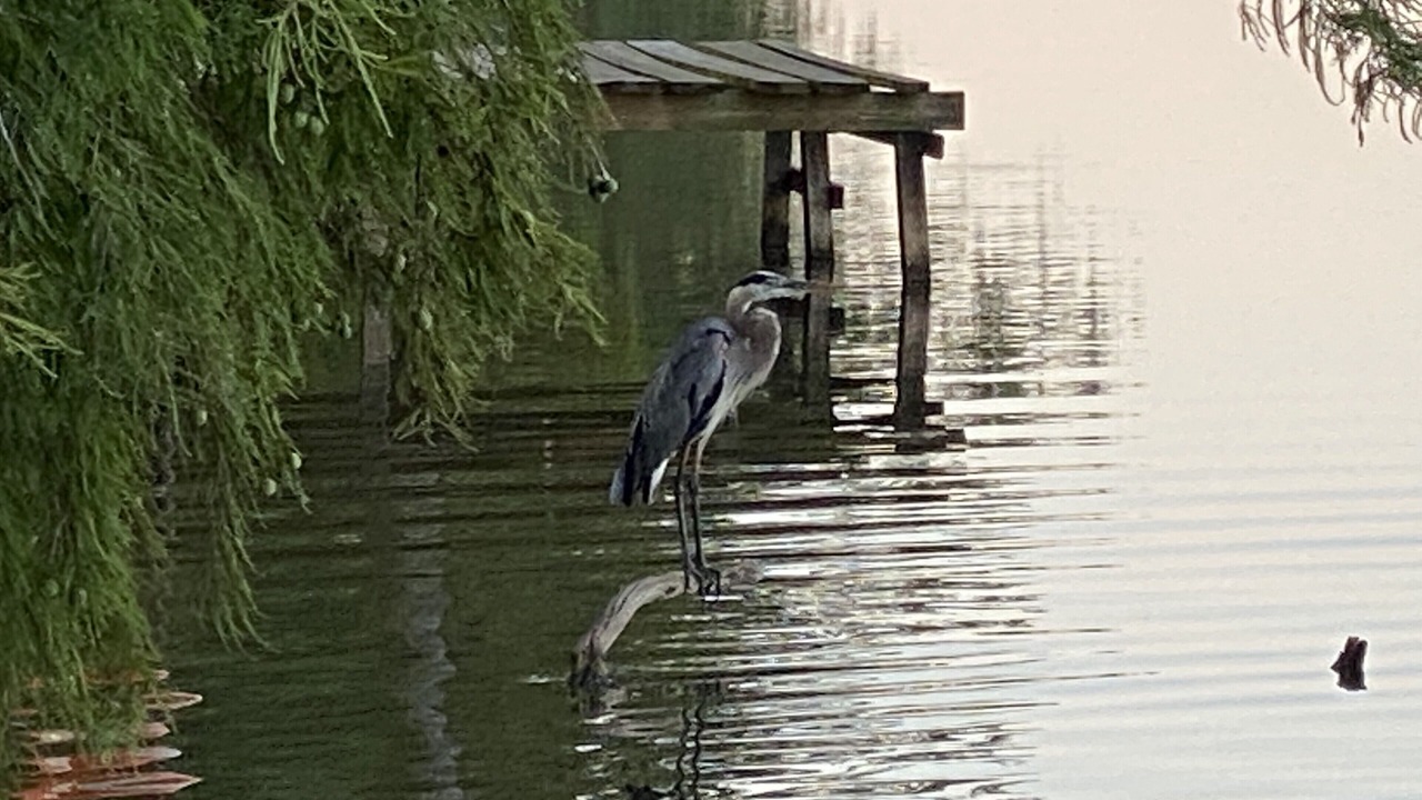 Photo of Others in Newellton
