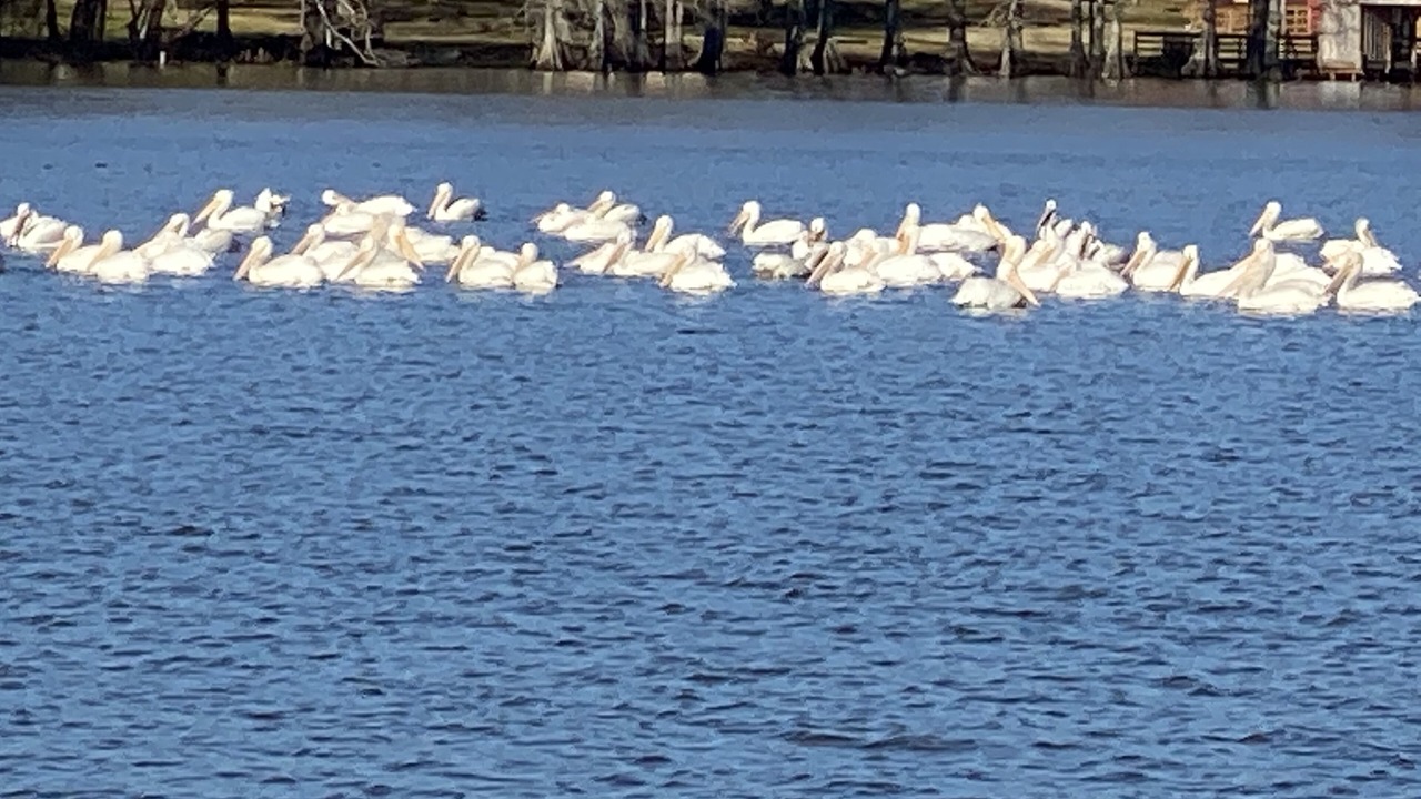 Photo of Others in Newellton