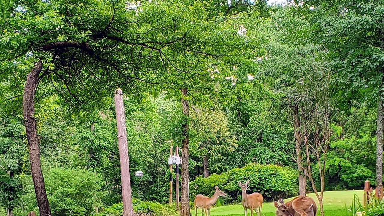 Photo of Outdoor in Holly Lake Ranch
