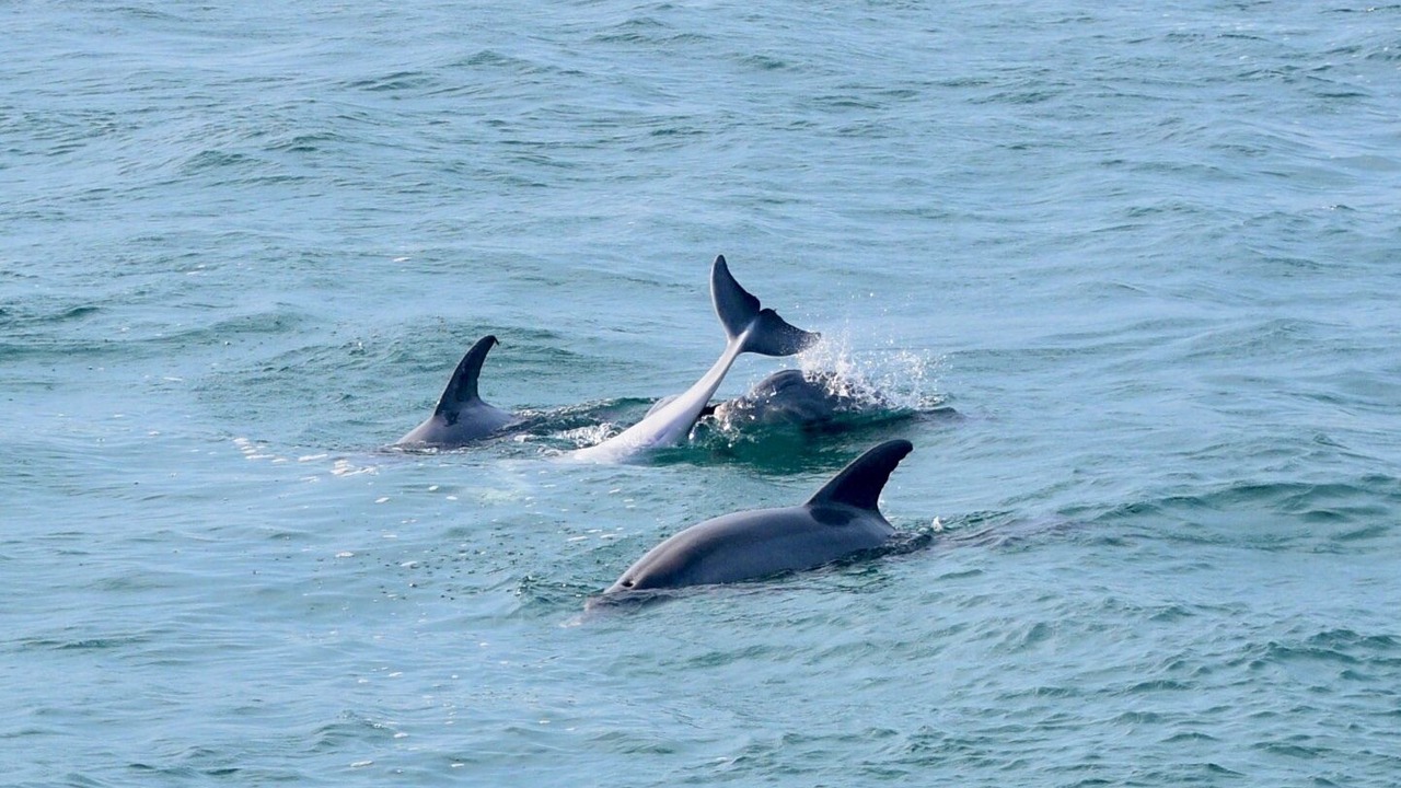 Photo of Others in Destin