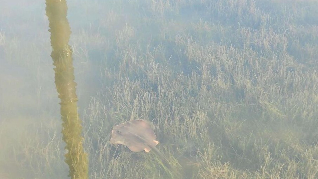 Photo of Others in Cape San Blas