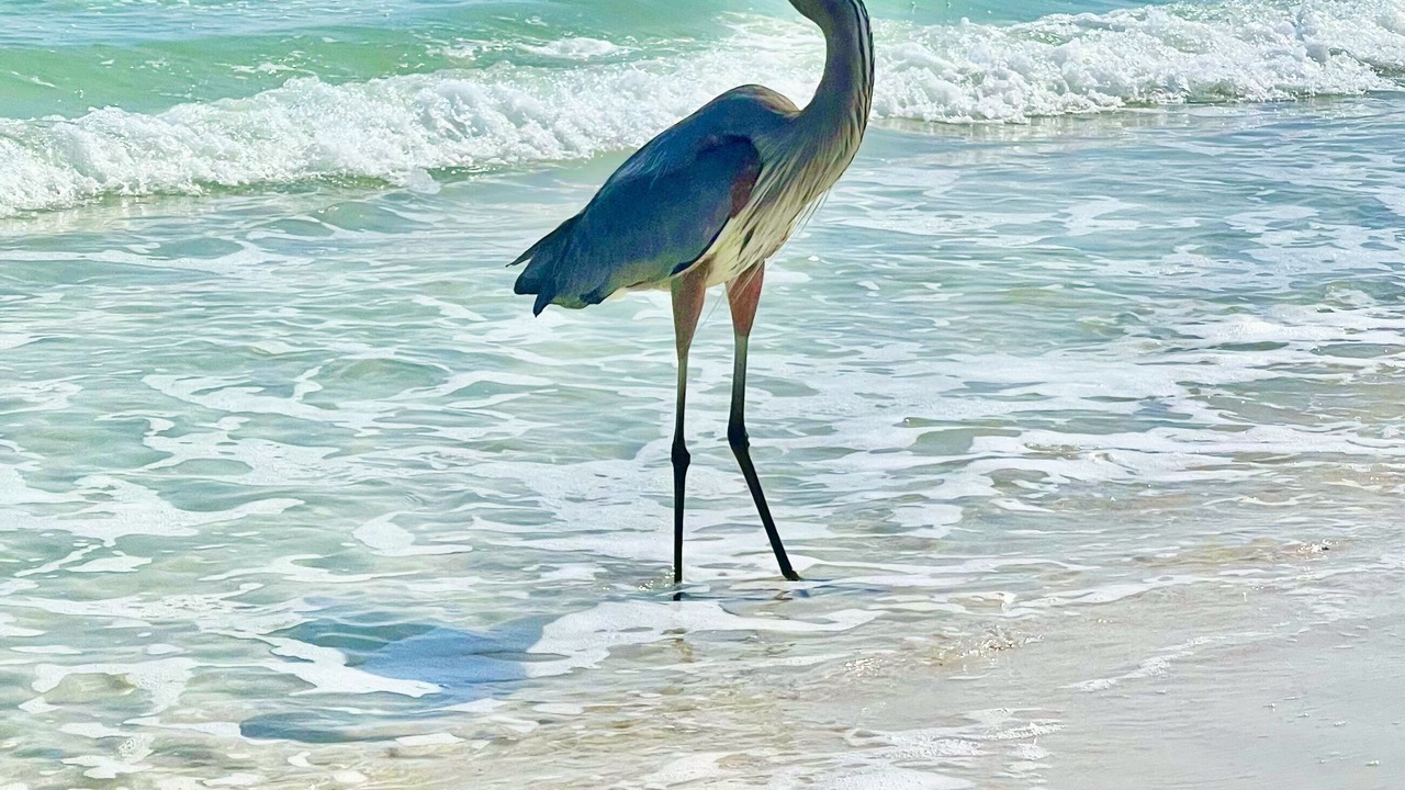 Photo of Others in Navarre Beach