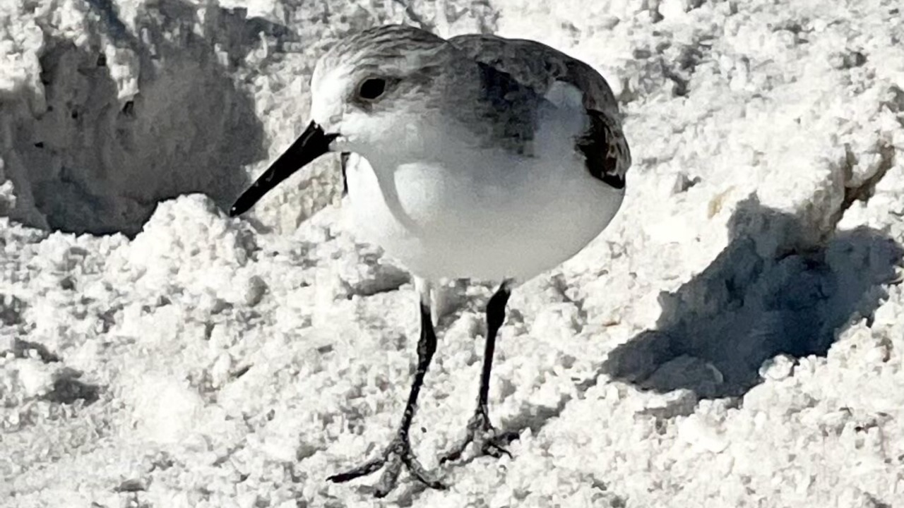 Photo of Others in Navarre Beach