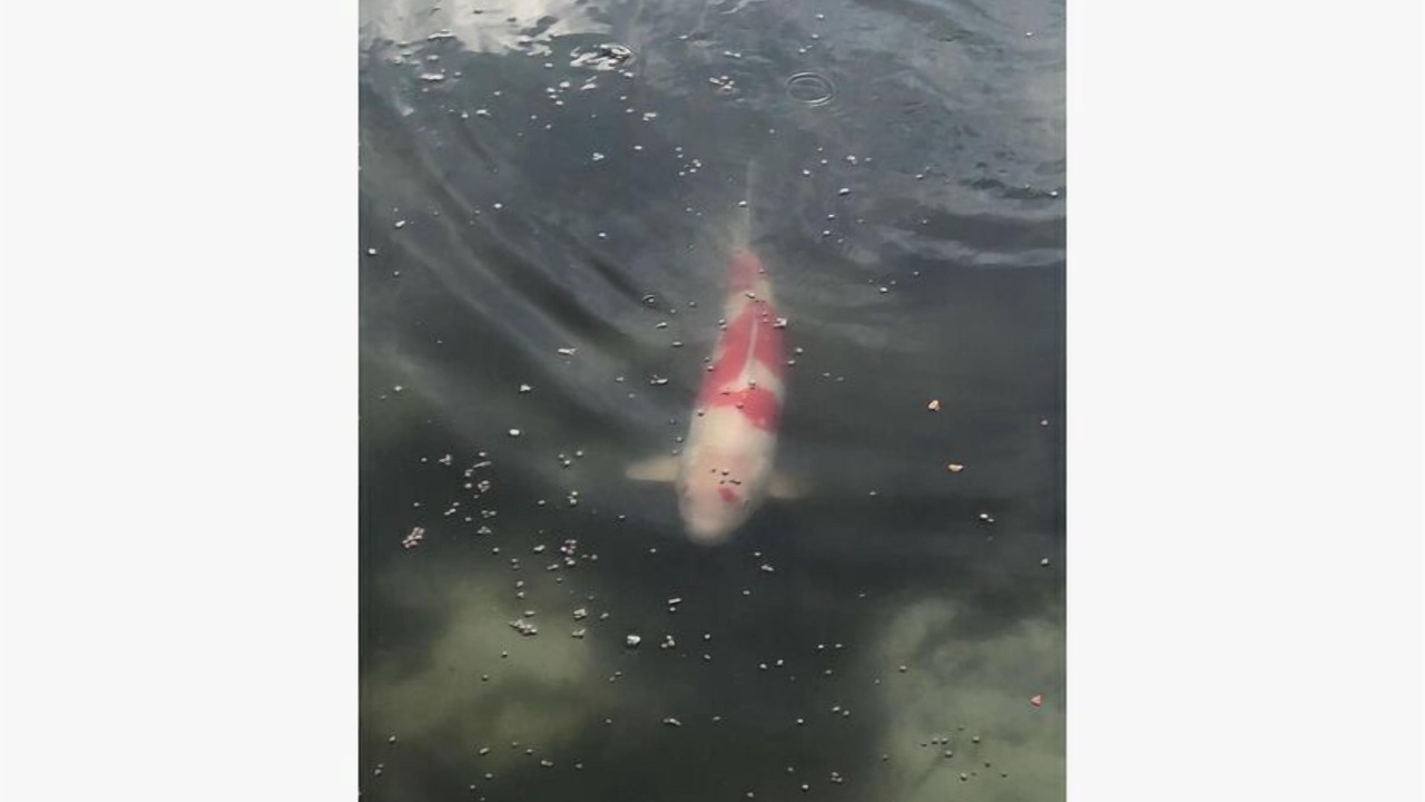 Photo of Others in Panama City Beach