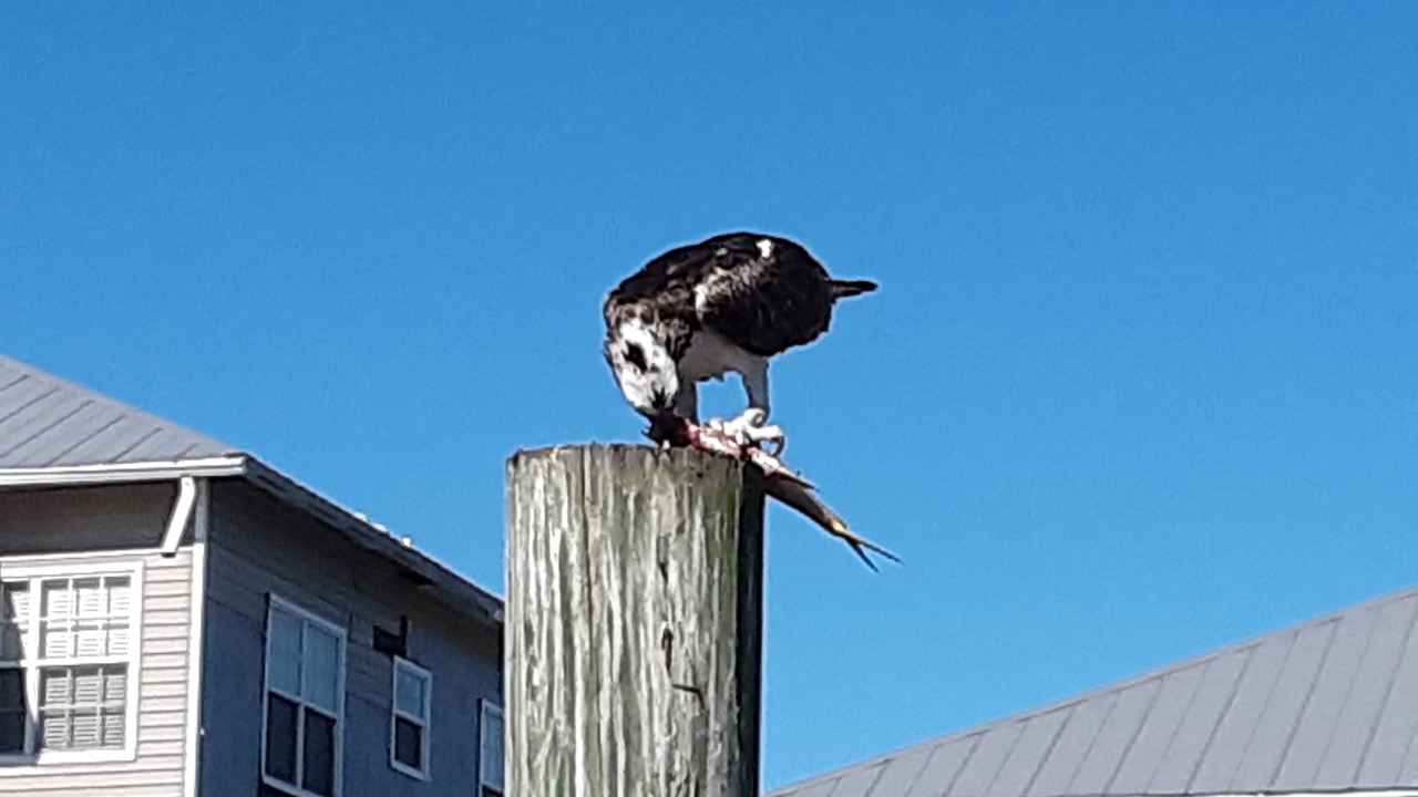 Photo of Outdoor in Goodland