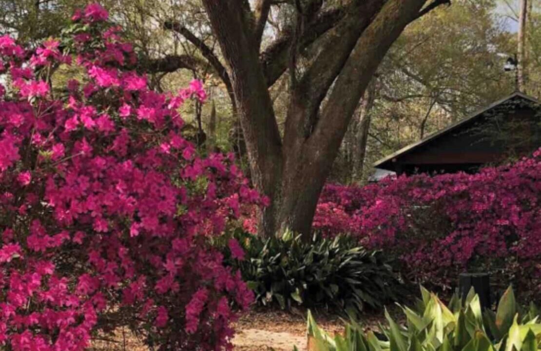 Photo of Outdoor in Abita Springs