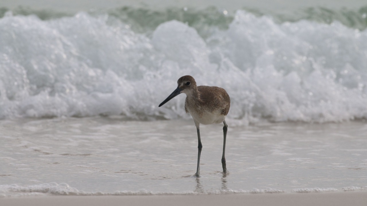 Photo of Others in Gulf Trace