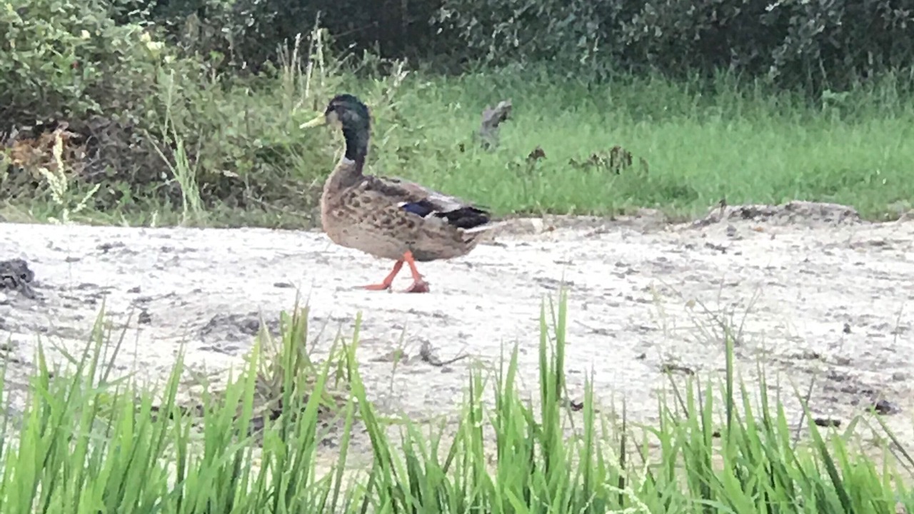 Photo of Others in McNeill