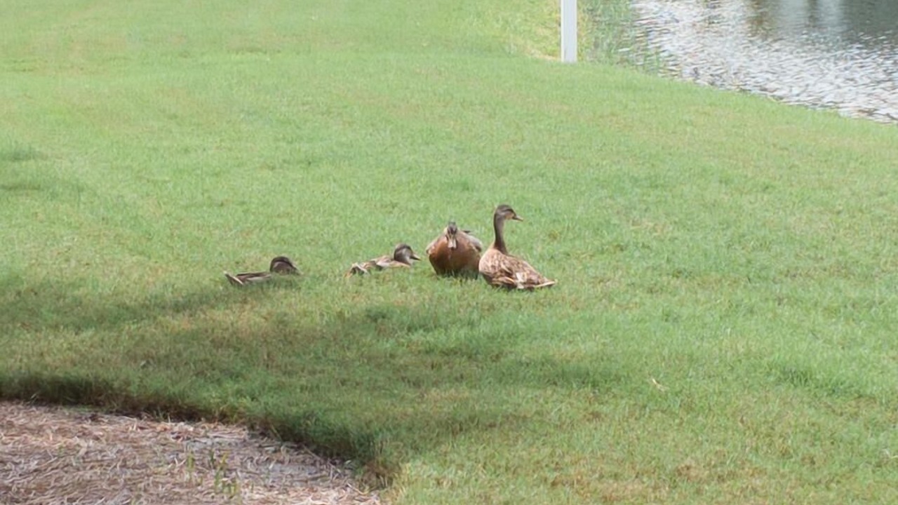 Photo of Others in Panama City Beach