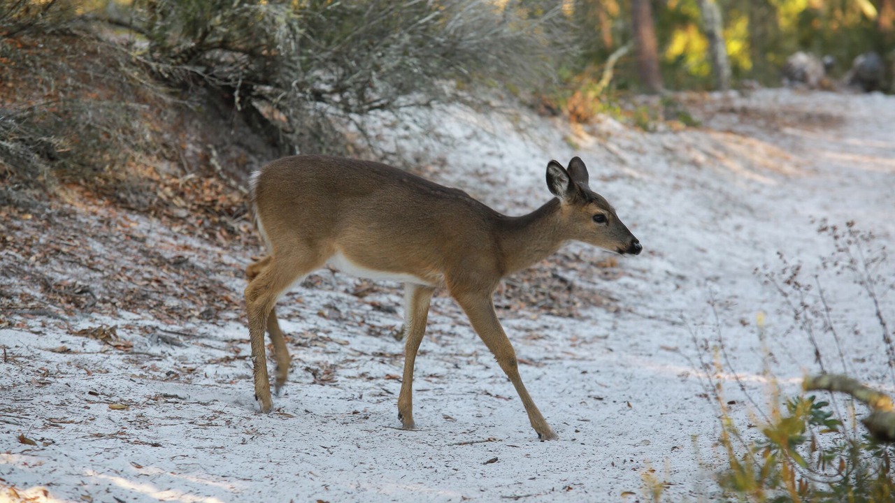 Photo of Others in Panama City Beach