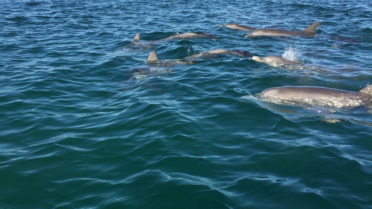 Photo of Others in Lower Grand Lagoon