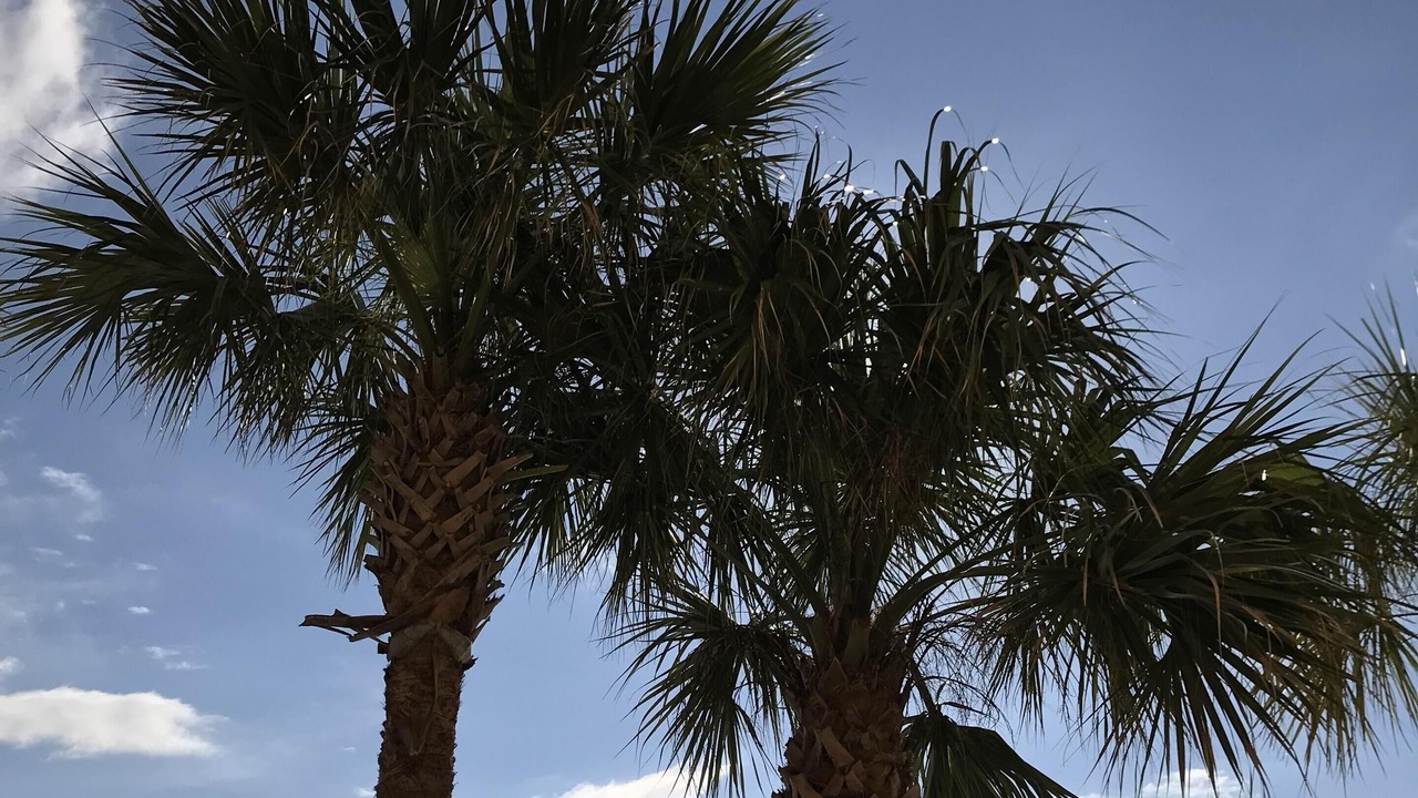 Photo of Others in West Panama City Beach
