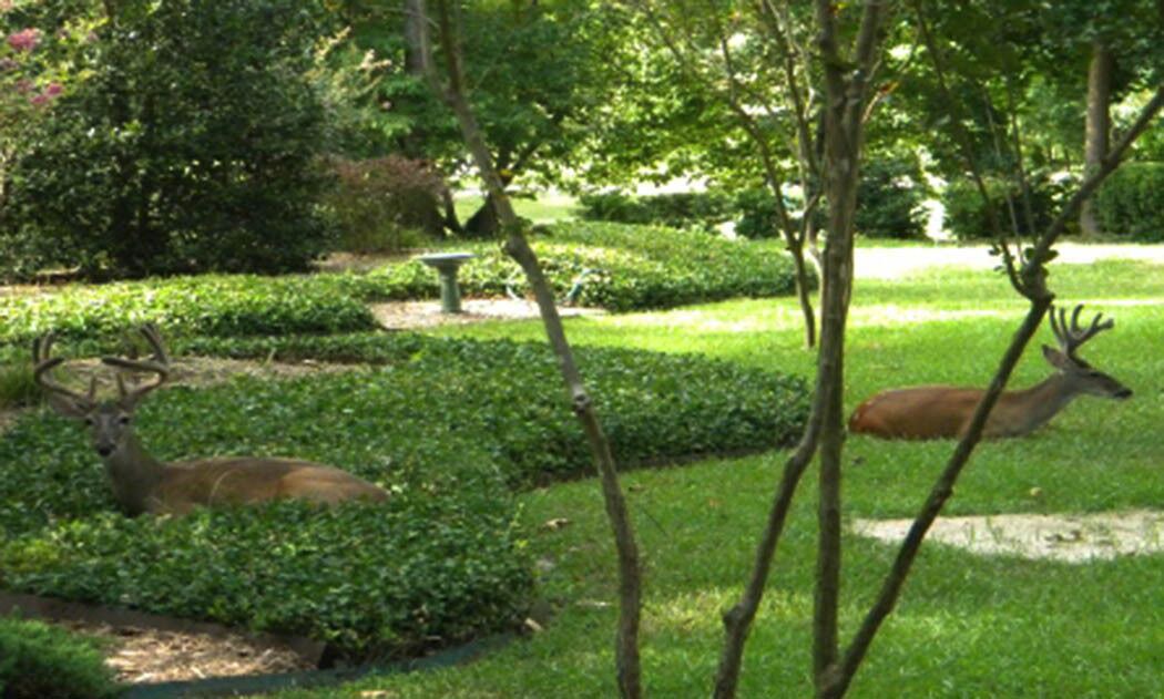 Photo of Outdoor in Holly Lake Ranch