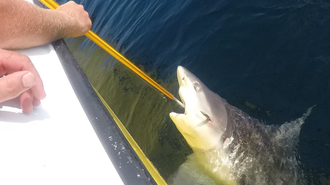 Photo of Others in Miramar Beach