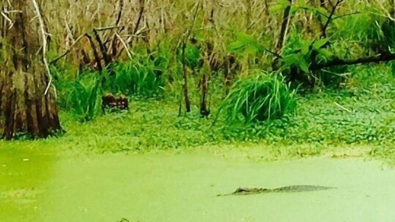 Photo of Others in Breaux Bridge