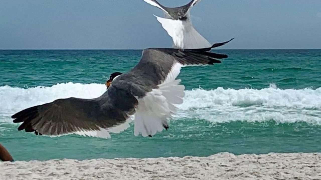 Photo of Others in Silver Sands Beach