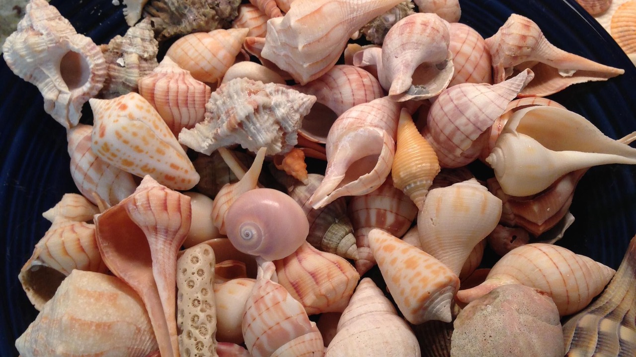 Photo of Others in Marco Island