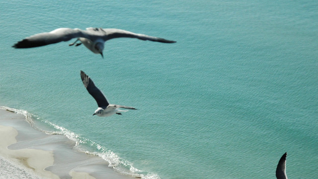 Photo of Others in Long Beach